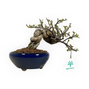 Prezzo Basso Cotoneaster Horizontalis - Cotognastro - 17 cm