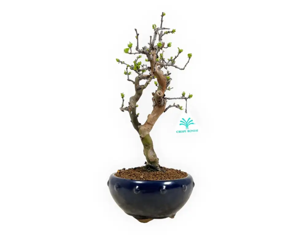 Saldi Pseudocydonia chinensis - Cotogno - 38 cm