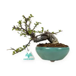 Cotoneaster Horizontalis - Cotognastro - 24 cm Promozione