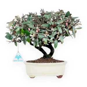 Compra Oggi Stesso Elaeagnus pungens - Olivagno - 28 cm