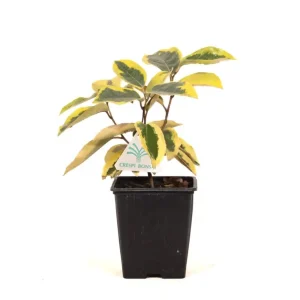 Elaeagnus ebbingei gilt edge - Eleagno - 27 cm Pagamento Sicuro
