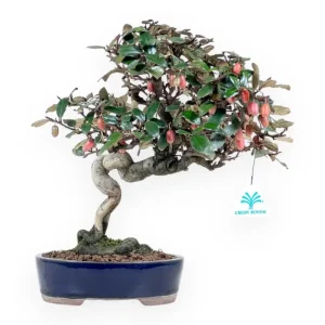 Nuova Collezione Elaeagnus pungens - Olivagno - 32 cm