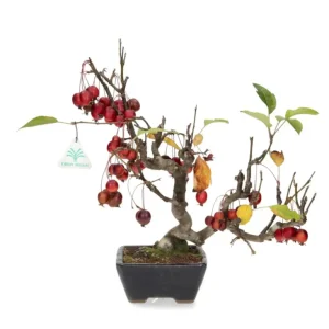 Solo Oggi Malus evereste - 36 cm